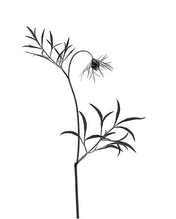 Delicate Beginning - Queen Anne's Lace