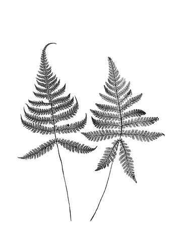 Long Beech Ferns