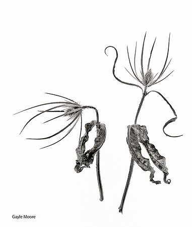 Dancers
