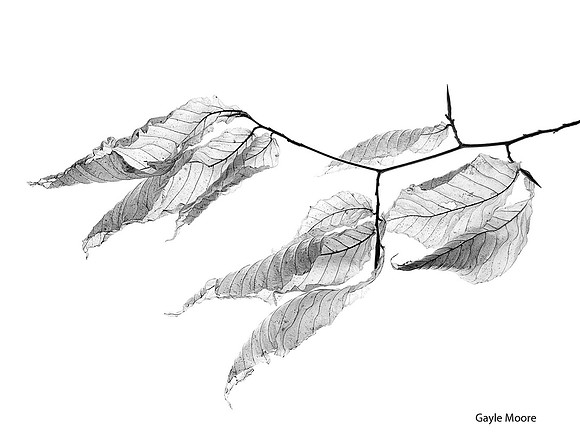 Windblown Beech