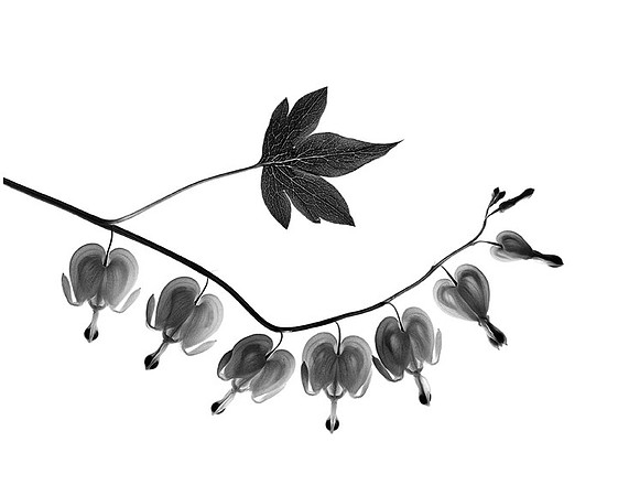 Bleeding Heart