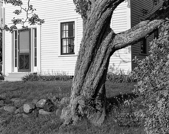Nancy Frass - Halcyon Tree