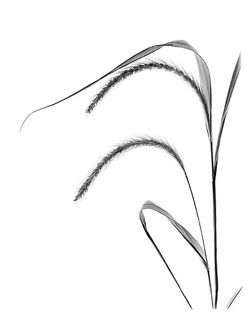 Fox Tail