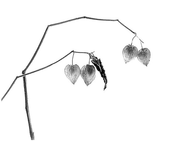 Lanterns - Ground Cherry