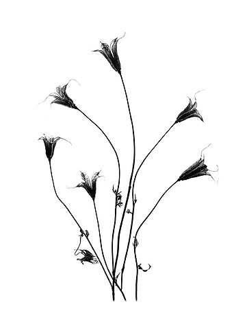 Columbine