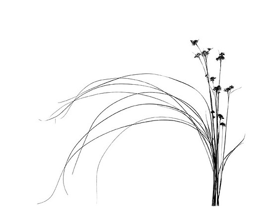 Island Sedge