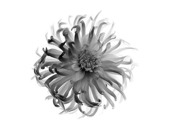 Dahlia