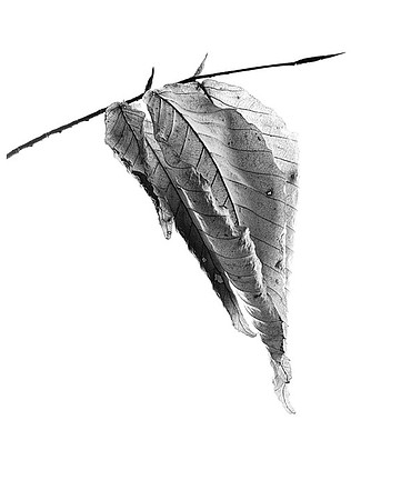 Winter's Curl - Beech