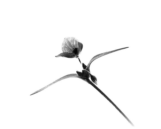 Spiderwort