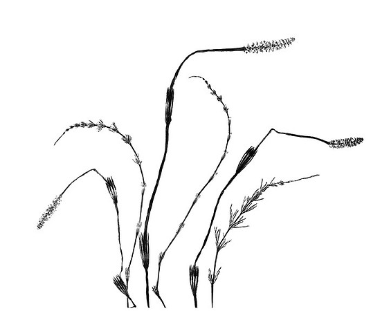 Equisitum