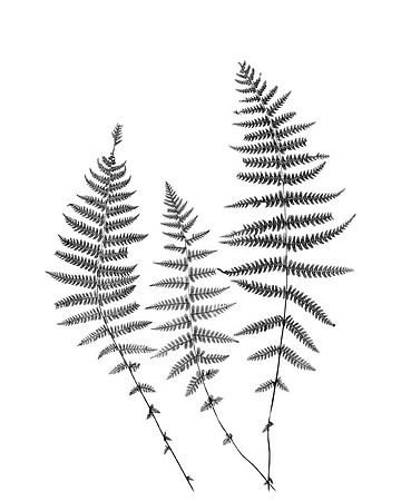 New York Ferns