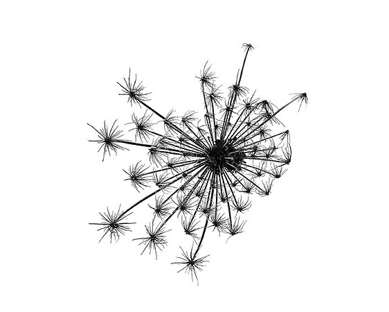 Starburst - Queen Anne's Lace