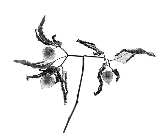 Curls - Ground Cherry