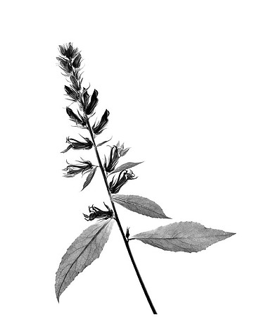 Great Lobelia