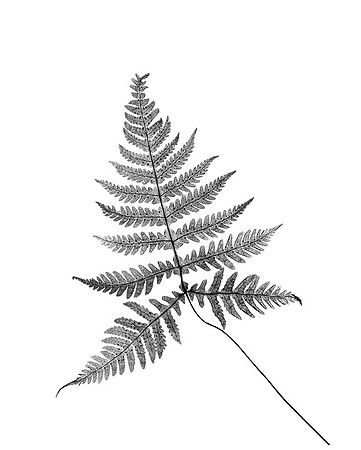 Broad Beech Fern