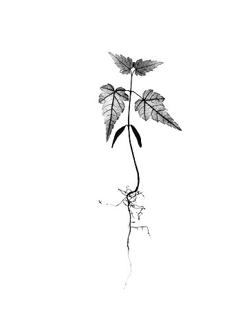 New Life