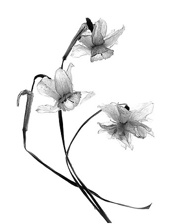 Daffodils
