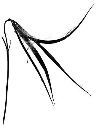 Dogbane