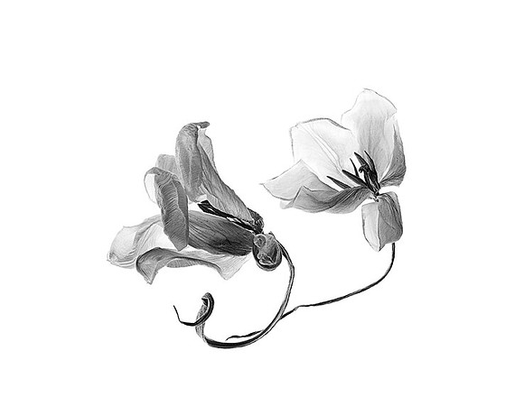 Tulip Duo