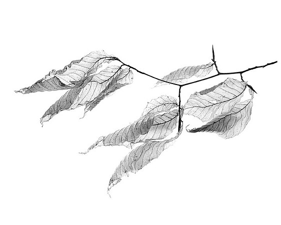 Windblown Beech