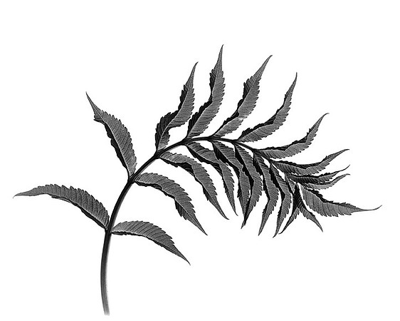 Smooth Sumac
