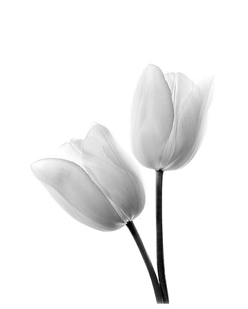 Spring Elegance