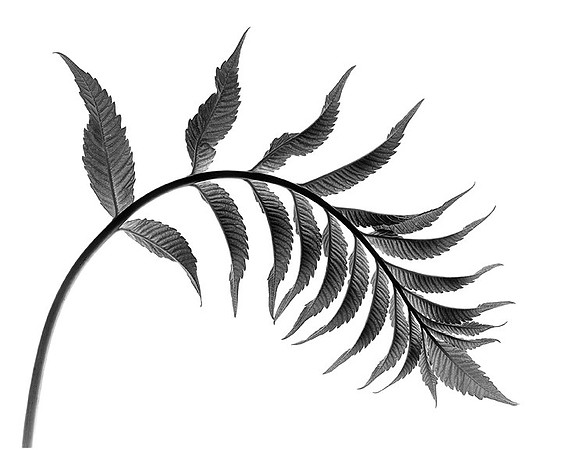 Smooth Sumac Frond
