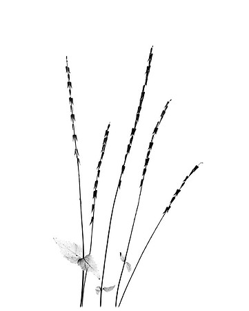 Lopseed