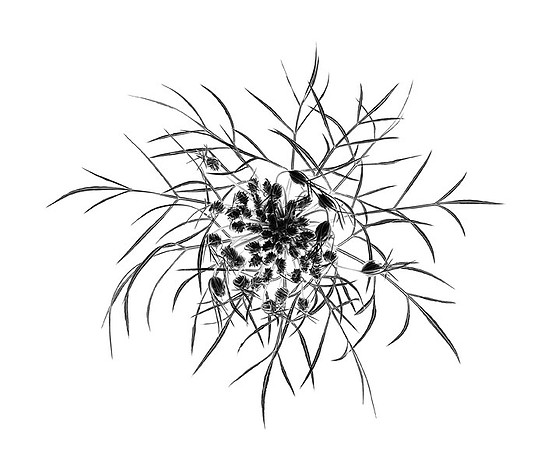 Unfolding - Queen Anne's Lace