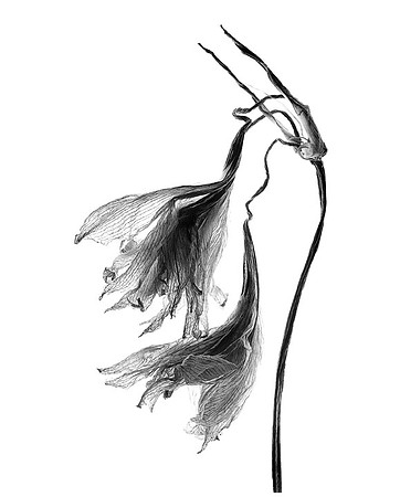 Amaryllis