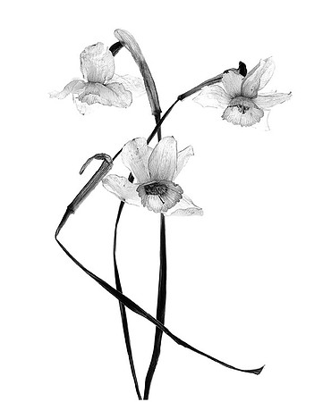 Daffodils