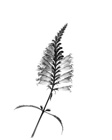 Obedient Plant